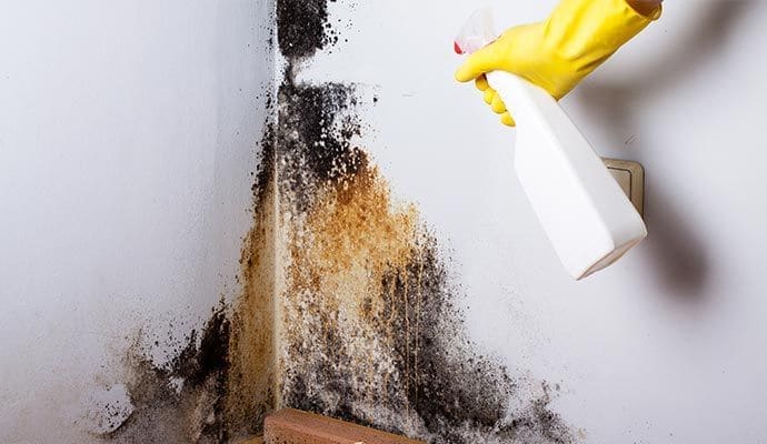 Don't Ignore the Signs of Mold: When to Call in Professional Remediation Services