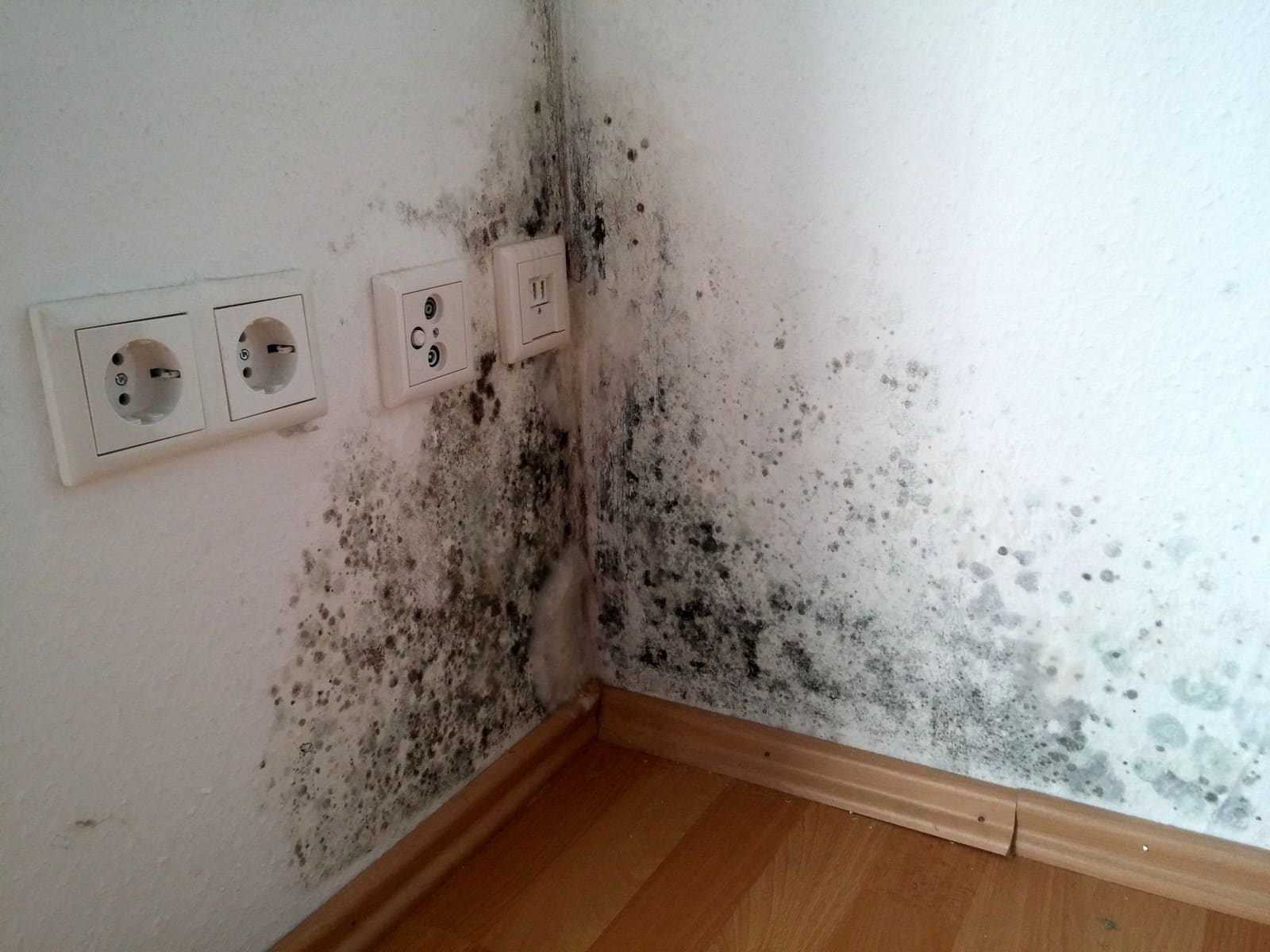 Ultimate Guide: How to Detect Mold in Your Home Effectively