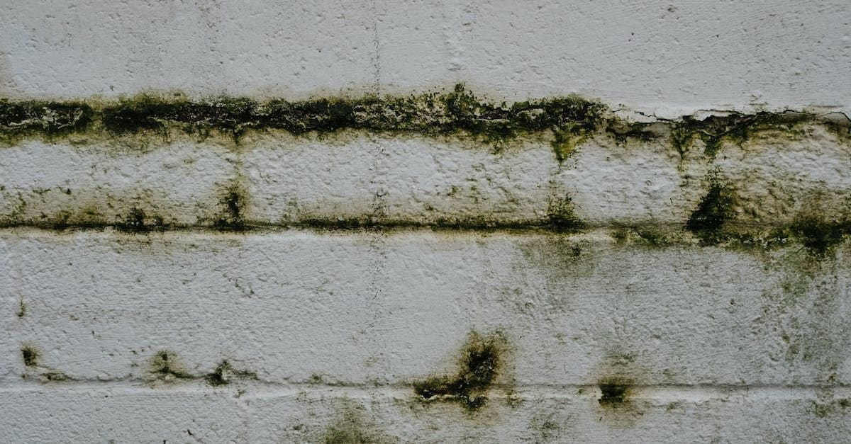 Exploring the Health Benefits of Mold Remediation: An In-Depth Analysis