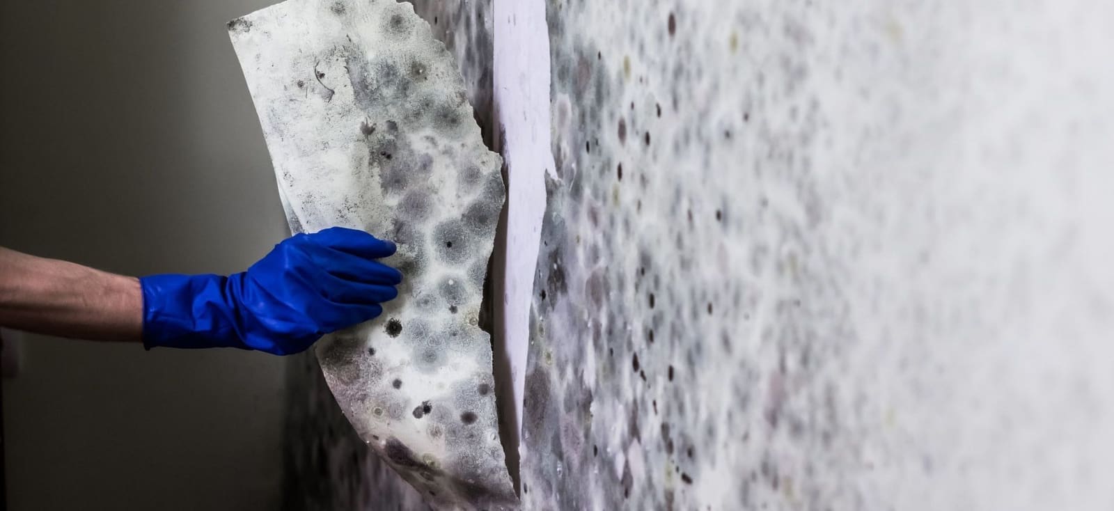 A person wearing blue gloves is cleaning a wall with a sponge.