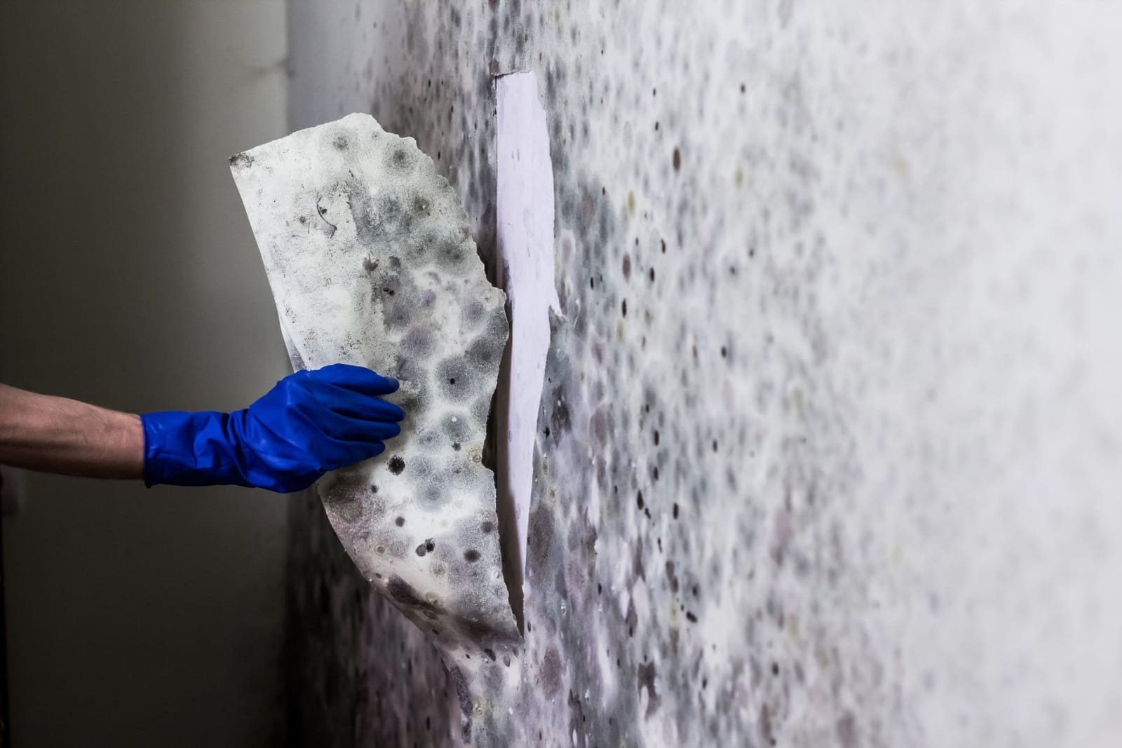 Why a Home Mold Inspection is Essential to Keep Your Family Safe
