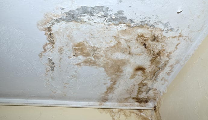 A ceiling with a lot of mold growing on it.